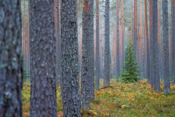 В Карелии завершился шестой фестиваль фотографии на природе Nature Photo Camp