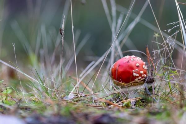 В Карелии завершился шестой фестиваль фотографии на природе Nature Photo Camp